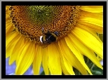 Słonecznik, Pszczoła