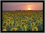 Pole, Słoneczników, Teksas