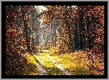 Jesień, Las, Ścieżka, Słoneczny, Blask, Drzewa