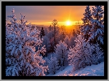 Zima, Zachód słońca, Śnieg, Ośnieżone, Drzewa