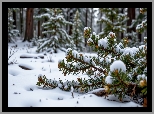 Zima, Las, Gałązki, Śnieg