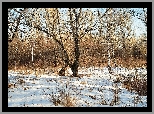 Zima, Drzewa, Krzewy, Śnieg