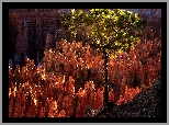 Stany Zjednoczone, Utah, Park Narodowy Bryce Canyon, Kanion, Skały, Sosna