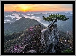 Wschód słońca, Góry, Skały, Sosna, Kwiaty, Park Prowincjonalny Daedunsan, Prowincja Jeolla Północna, Korea Południowa