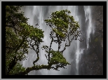 Wodospad Devils Punch Bowl Falls, Sosny, Park Narodowy Arthurs Pass, Nowa Zelandia