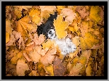 Pies, Spaniel kontynentalny miniaturowy Papillon, Mordka, Liście