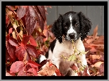 Springer spaniel angielski, Szczeniak, Liście