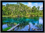 Stany Zjednoczone, Floryda, Park Stanowy Rainbow Springs, Jezioro, Pomost, Szuwary, Drzewa