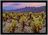 Stany Zjednoczone, Kalifornia, Park Narodowy Joshua Tree, Kaktusy, Cholla, Góry