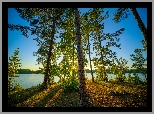 Stany Zjednoczone, Stan Alabama, Obszar rekreacyjny Veasey Creek Recreation Area, Jezioro West Point, Drzewa, Sosny