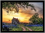 Stany Zjednoczone, Teksas, Zachód słońca, Droga, Dom, Bluebonnet House, Drzewa