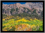 Stany Zjednoczone, Stan Kolorado, Telluride, Las, Jesień, Góry, San Juan Mountains, Kolorowe, Drzewa