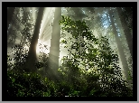 Stany Zjednoczone, Kalifornia, Park Narodowy Redwood, Drzewa, Rododendron, Przebijające światło