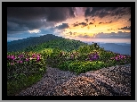 Stany Zjednoczone, Stan Tennessee, Góry Appalachy, Szlak Appalachów, Szczyt Roan Mountain, Kwiaty, Różaneczniki, Skały, Chmury, Zachód Słońca