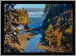 Stany Zjednoczone, Stan Waszyngton, Park Narodowy Olympic, Drzewa, Morze, Jesień, Plaża Ruby Beach