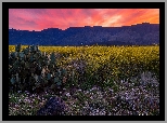 Stany Zjednoczone, Arizona, Góry, Bradshaw Mountains, Zachód słońca, Kaktusy