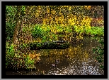 Park, Staw, Drzewo, Pochylone, Gałęzie, Kaczki, Wiosna, HDR