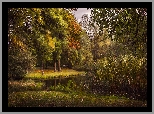 Park, Staw, Szuwary