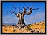 Suche, Drzewo, Baobab, Błękitne, Niebo
