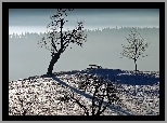 Suche, Drzewa, Śnieg, Ławeczka