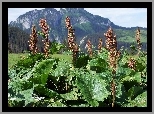 Kwitnący, Szczaw, Alpejski