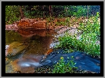 Skały, Rzeka, Jezioro, Las, Drzewa, Kwiaty, Szlak, West Fork of Oak Creek, Sedona, Arizona, Stany Zjednoczone
