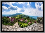 Szlak Appalachów, Szczyt Roan Mountain, Góry Appalachy, Stan Tennessee, Stany Zjednoczone, Skały, Różaneczniki