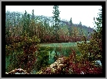 Drzewa, Szmaragdowa, Woda