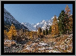 Szwajcaria, Kanton Gryzonia, Ośnieżone, Góry Alpy, Dolina Morteratsch, Pożółkłe, Drzewa, Kamienie, Śnieg, Zima