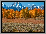 Jesień, Park Narodowy Grand Teton, Góry, Teton Range, Pożółkłe, Drzewa, Stan Wyoming, Stany Zjednoczone