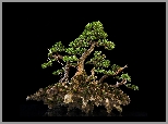 Drzewko, Bonsai, Ciemne, Tło