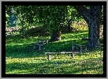 Ławki, Drzewa, Trawa, Park
