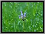 Kwiat, Jasnota purpurowa, Trawa