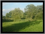 Wierzba, Trawa, Drzewa