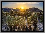 Stany Zjednoczone, Kalifornia, Park Narodowy Joshua Tree, Kaktusy, Cholla, Wschód słońca