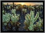 Stany Zjednoczone, Kalifornia, Park Narodowy Joshua Tree, Kaktusy, Cholla, Promienie słońca