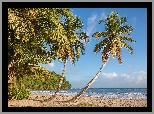 Grenada, Plaża La Sagesse, Morze Karaibskie, Palmy, Wyspa, Tropiki