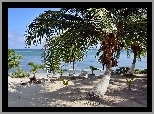 Tropiki, Morze, Plaża, Palmy, Światło, Cień