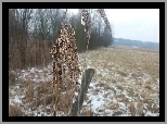 Trzcina, Pole