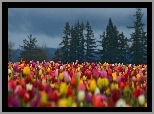 Kolorowe, Tulipany, Choinki