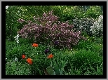 Ogród, Tulipany, Krzewy