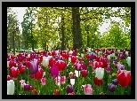 Park, Tulipany, Drzewa