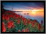 Wybrzeże, USA, Kwiaty, Aloes, Zachód słońca  Morze