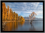 Nowa Zelandia, Jezioro, Wanaka, Drzewa, Jesień