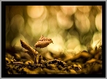 Liście, Światło, Bokeh