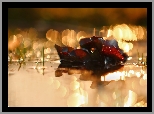 Wieczór, Rośliny, Woda, Bokeh