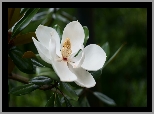 Magnolia wielkokwiatowa, Biała, Rozwinięta, Pręciki, Gałązka, Liście