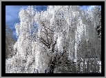Biała, Wierzba, Płacząca