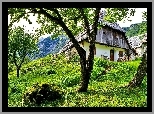 Wieś, Domek, Gospodarstwo, Drzewa