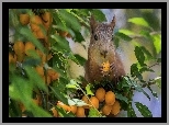 Wiewiórka, Drzewo, Morelowe, Owoce